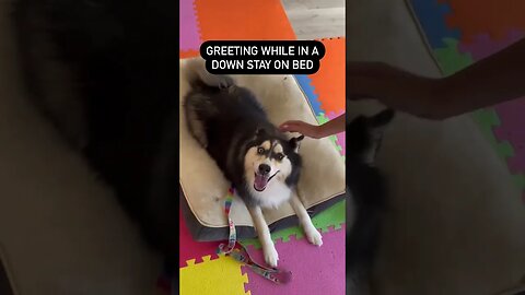 HOW TO STOP YOUR DOG FROM JUMPING ON PEOPLE