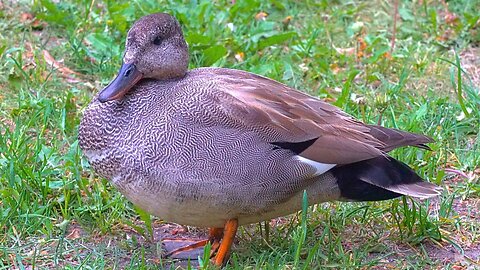 Stoic Mr. Gadwall Duck Posing for the Camera