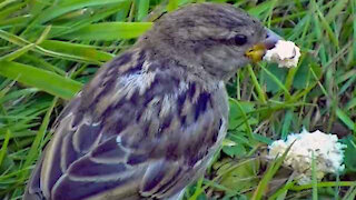 IECV NV #260 - 👀 Yea! It's House Sparrows Bathing And Eating Bread 8-16-2016