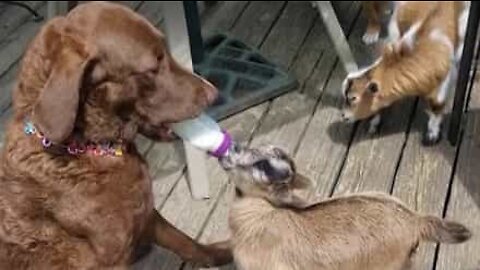 Dog bottle-feeds baby goat
