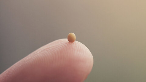 Mustard Seed of Faith?