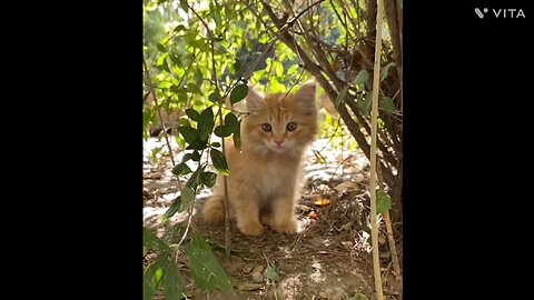 funny cat 🐈