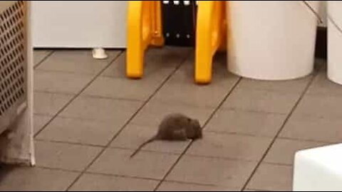Australie: elle découvre un rat derrière le comptoir