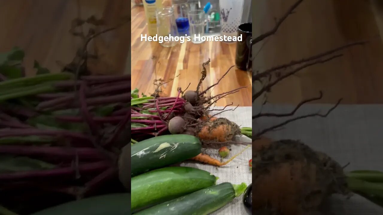 Garden haul #hedgehogshomestead