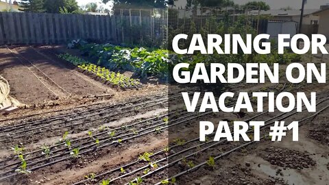 Watering and Garden Care Strategies on Vacation 1 of 2