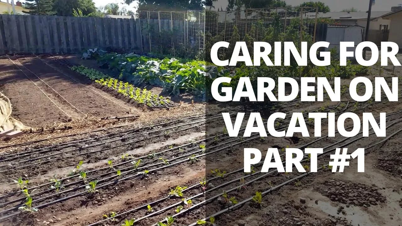 Watering and Garden Care Strategies on Vacation 1 of 2