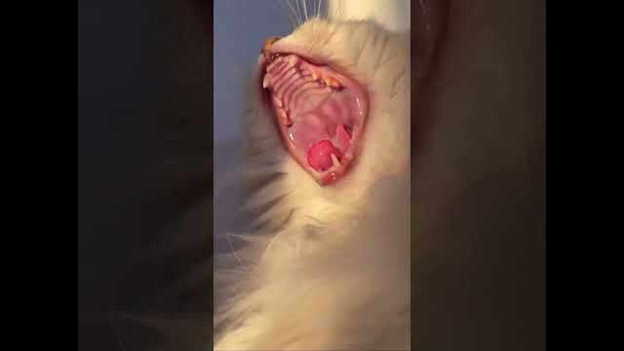 Super Cute Cats #viral #animals #pets