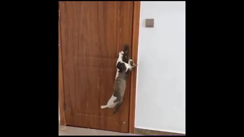 cute cats | funny #cats #funny #fyp