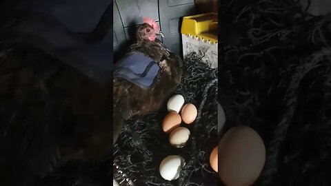 #chickenshorts Broody In The Shed. Gotta Love Em #chickens