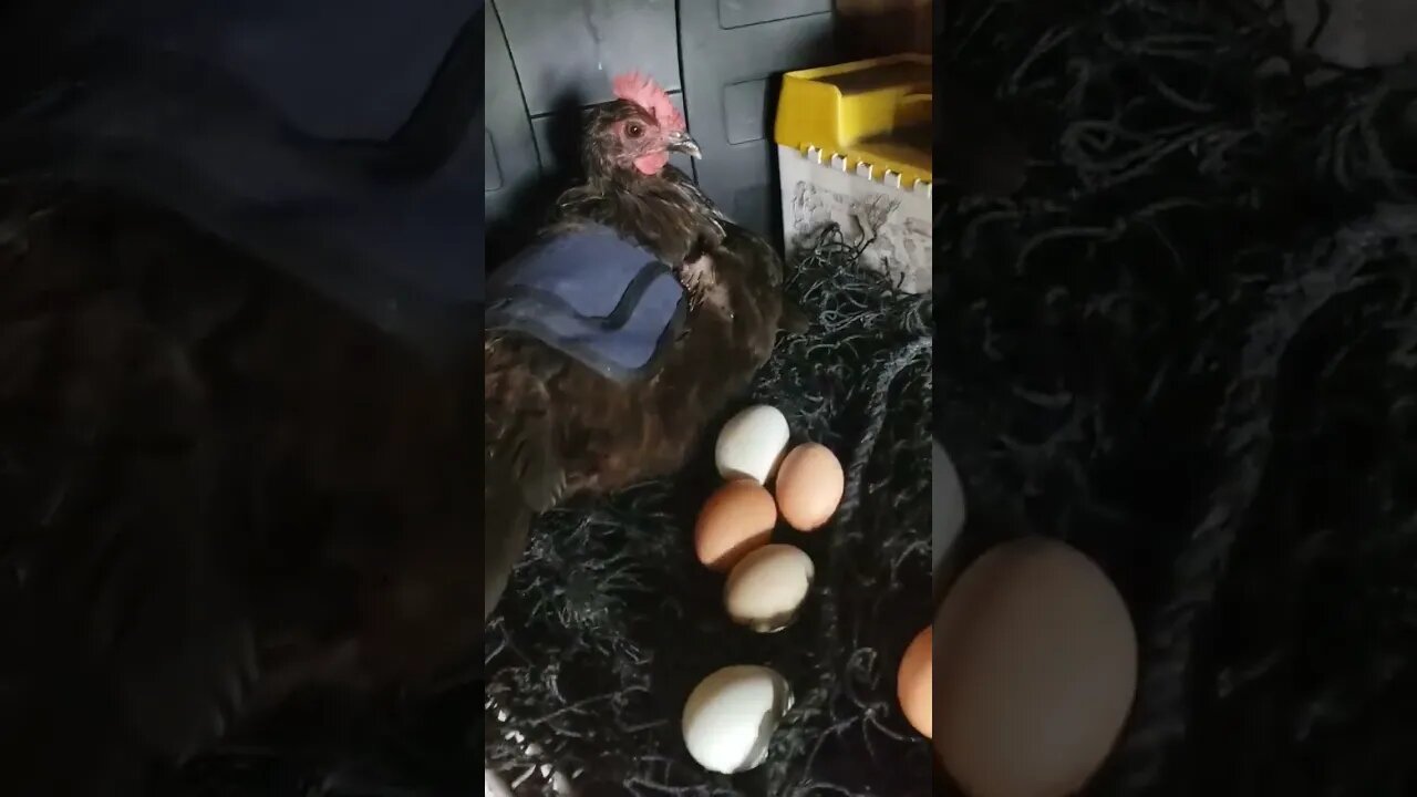 #chickenshorts Broody In The Shed. Gotta Love Em #chickens