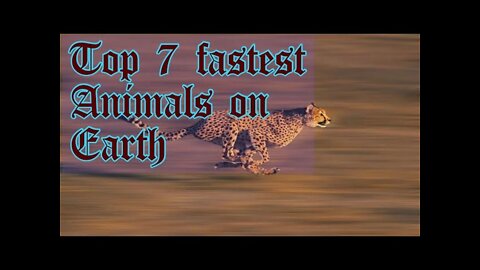 Top 7 fastest Animals in the World