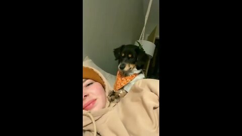 Dog's Hilarious Reaction To Kiss Rejection