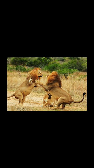 A battle between the two lions