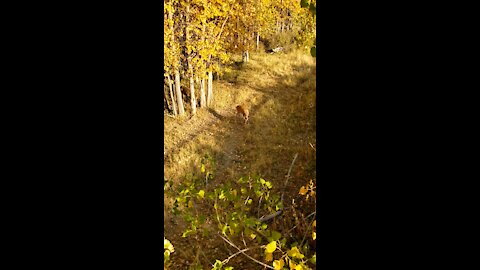 Archery season