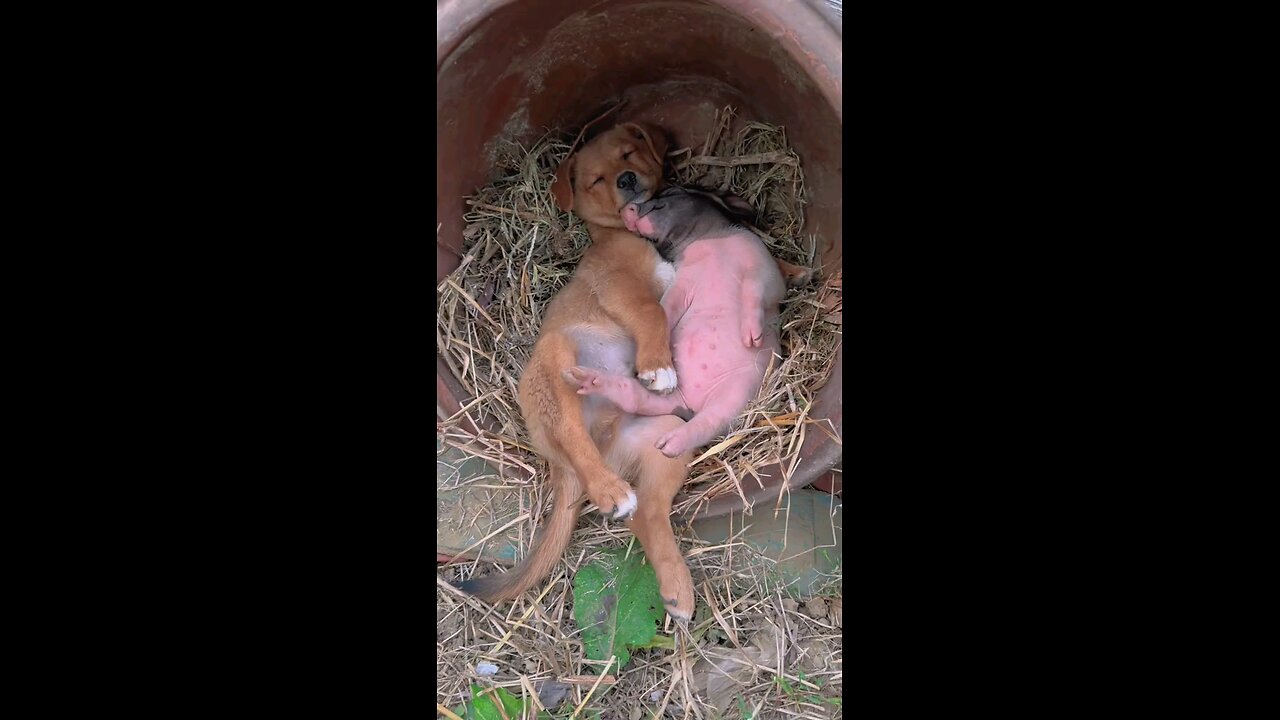 Dog and Pig make friend