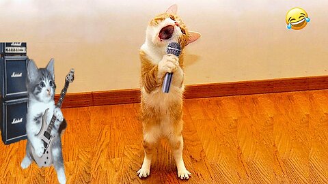 Funniest Animals 2023 😂 _ Funniest Cats and Dogs 🐱🐶 _ Part 3_Haypyy Pett