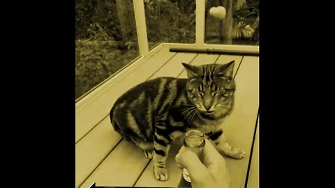 cat jojo