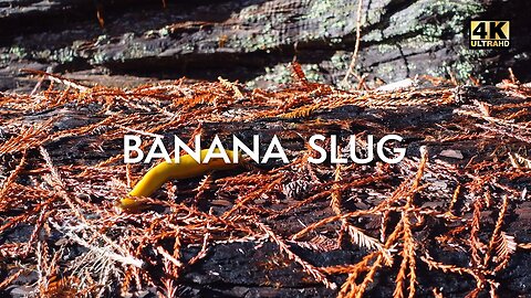 Slow and Graceful 🐌 A Banana Slug's Majestic Crawl on a Burnt Redwood