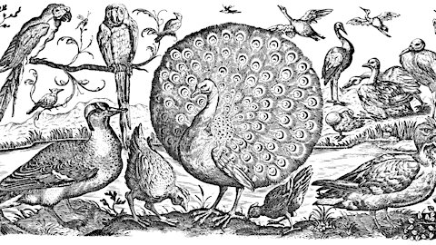 Raising free-range chicken is simple