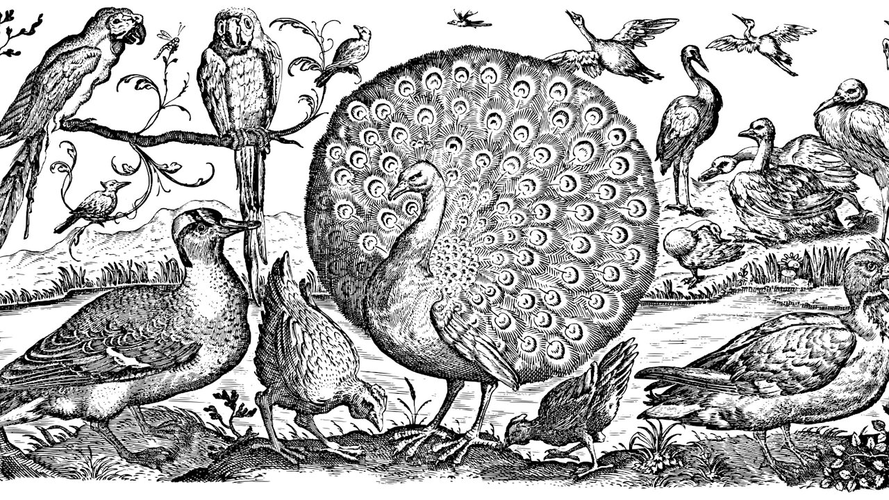 Raising free-range chicken is simple