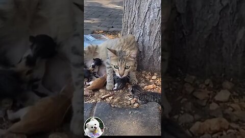 Cat gives birth #Shorts #260