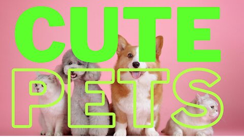 |💗❤️💗Cute Pets 💗❤️💗🐻🐕 | Fun ways to laugh |