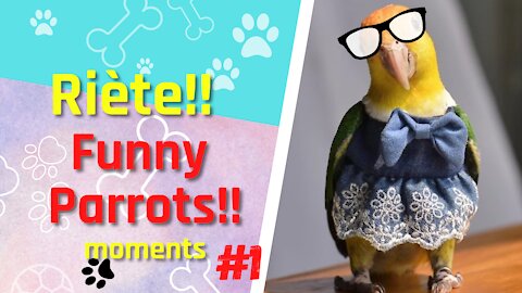 Cute & Crazy amazing Parrots moments#1🐦😻 🐦Loros en momentos adorables💗