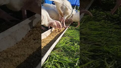 #turkeys #turkey #homestead #homesteading #shorts