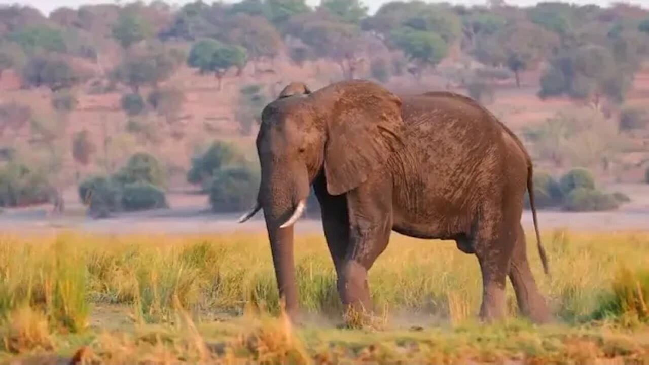 BOTSWANA TRAVEL DOCUMENTARY 4x4 Safari Road Trip feat 5