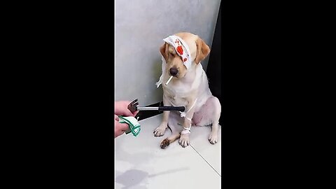The dog's temper is really bad