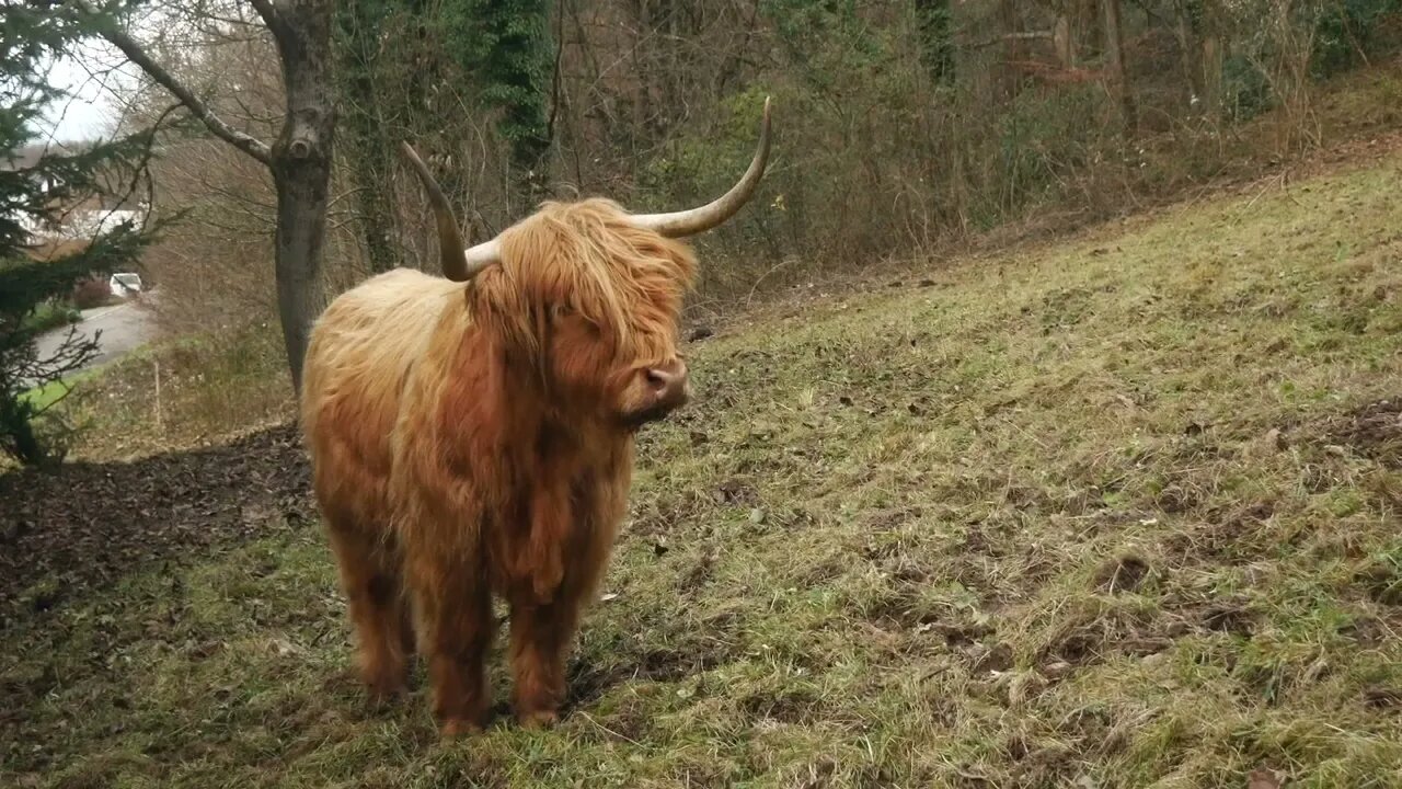Nature's cuddle video The cutest animals you've never seen