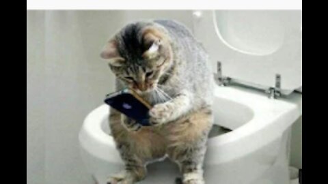 CAT IN THE TOILET FUNNY ASF
