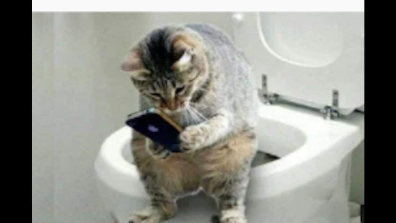 CAT IN THE TOILET FUNNY ASF