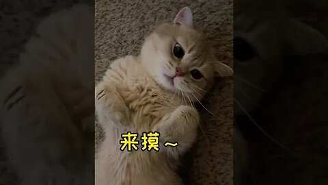 CAT VIDEO