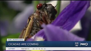 Cicadas are coming in large numbers
