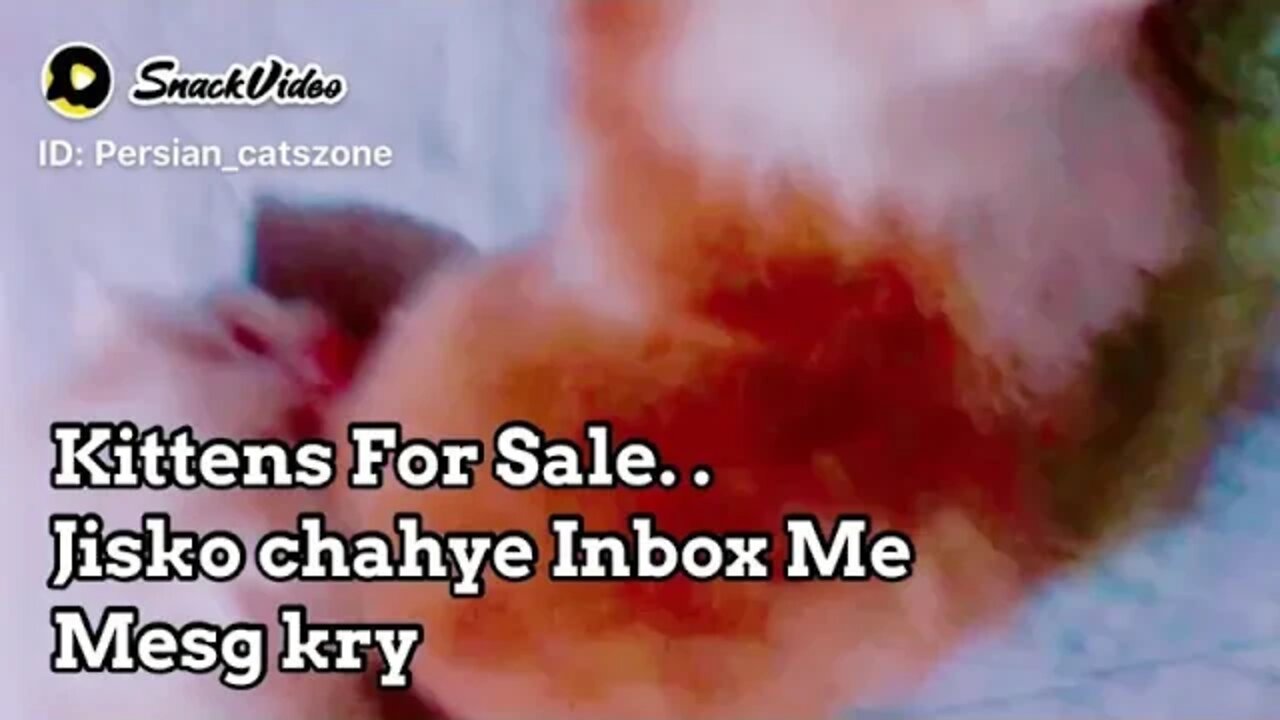 Kittens For Sale Persian Kittens For SAle in Multan #kittens #forsale #catlover