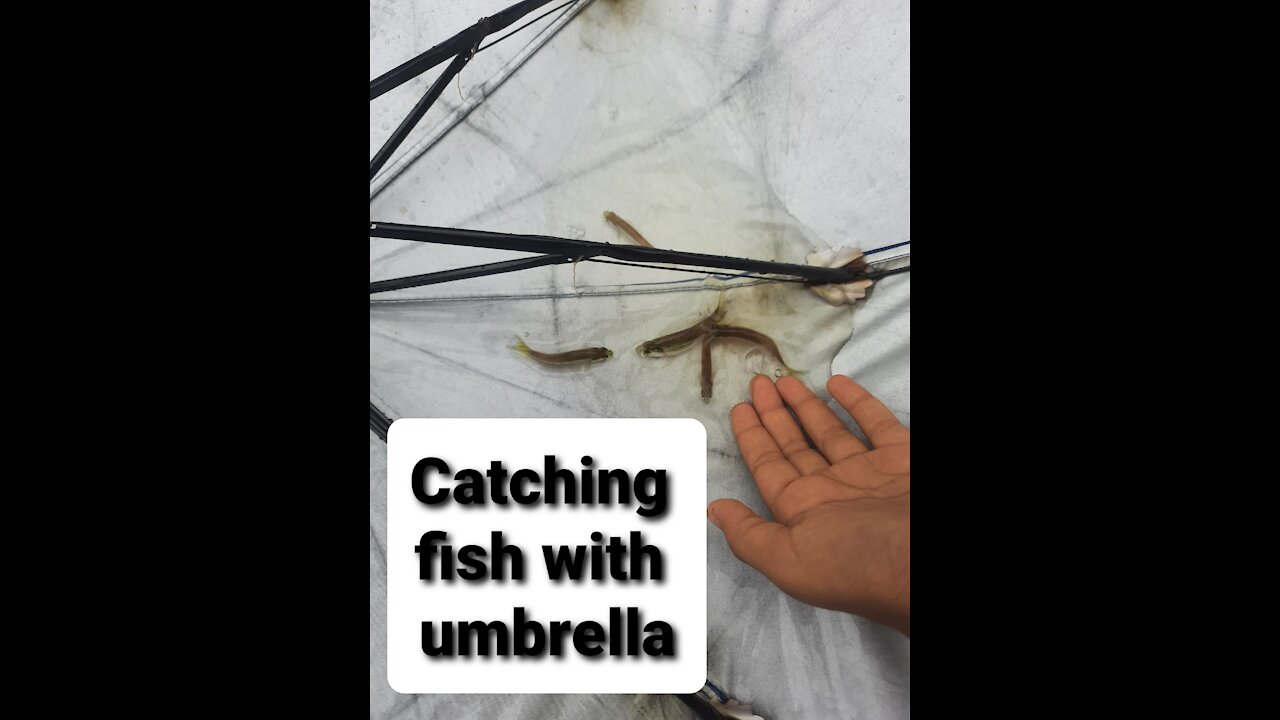 Catching fish with umbrella 🌂