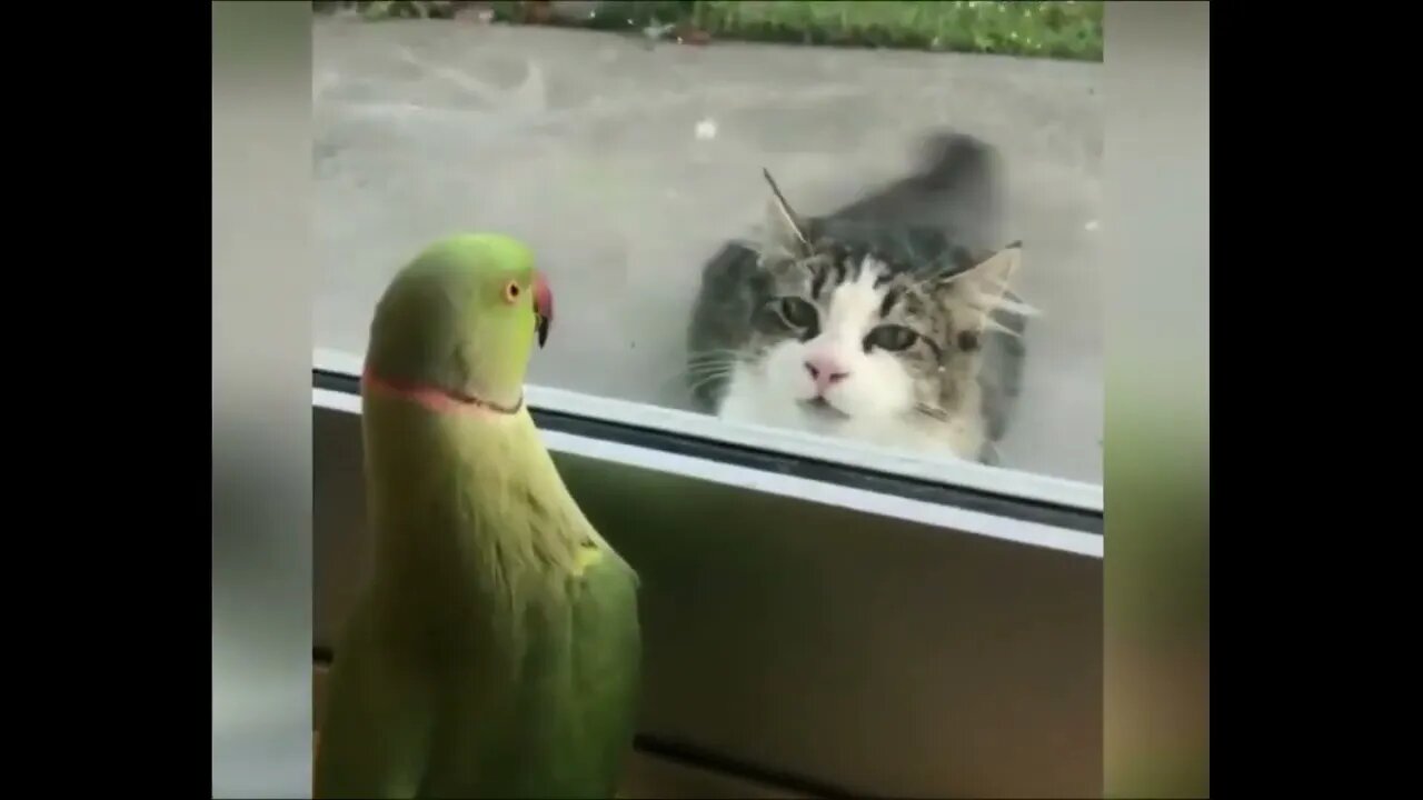 Ethiopian Funny BEST 2020 FUNNIEST ANIMALS 😹 Animal Videos Compilation 😹 Try Not To Laugh #32