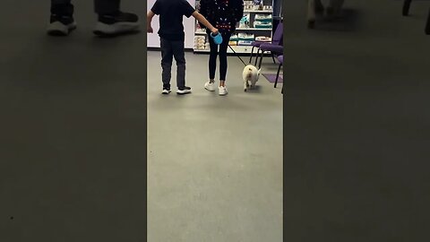 Pregnant dog #dogsocialization #progesterone #dogbreedinginformation #frenchiesociety #frenchbulldog