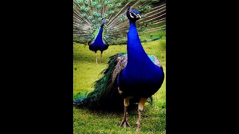 Peacock dance in a lawn