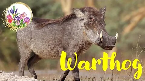 Feisty and Manipulative Warthogs