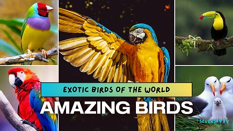 Stunning Birds in Nature: A Visual Delight | Must See Video | Nature