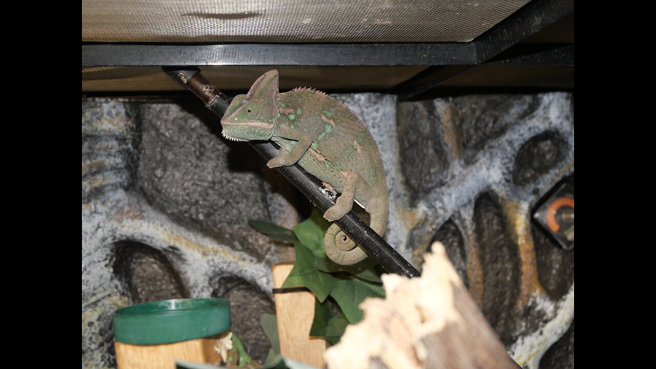 Chameleon, Emerald tree boas, and a Rattlesnake