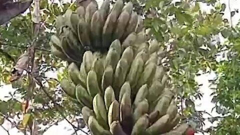 Banana tree king