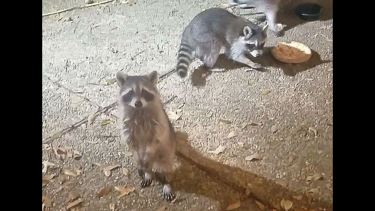 Raccoons Versus Peach Pie