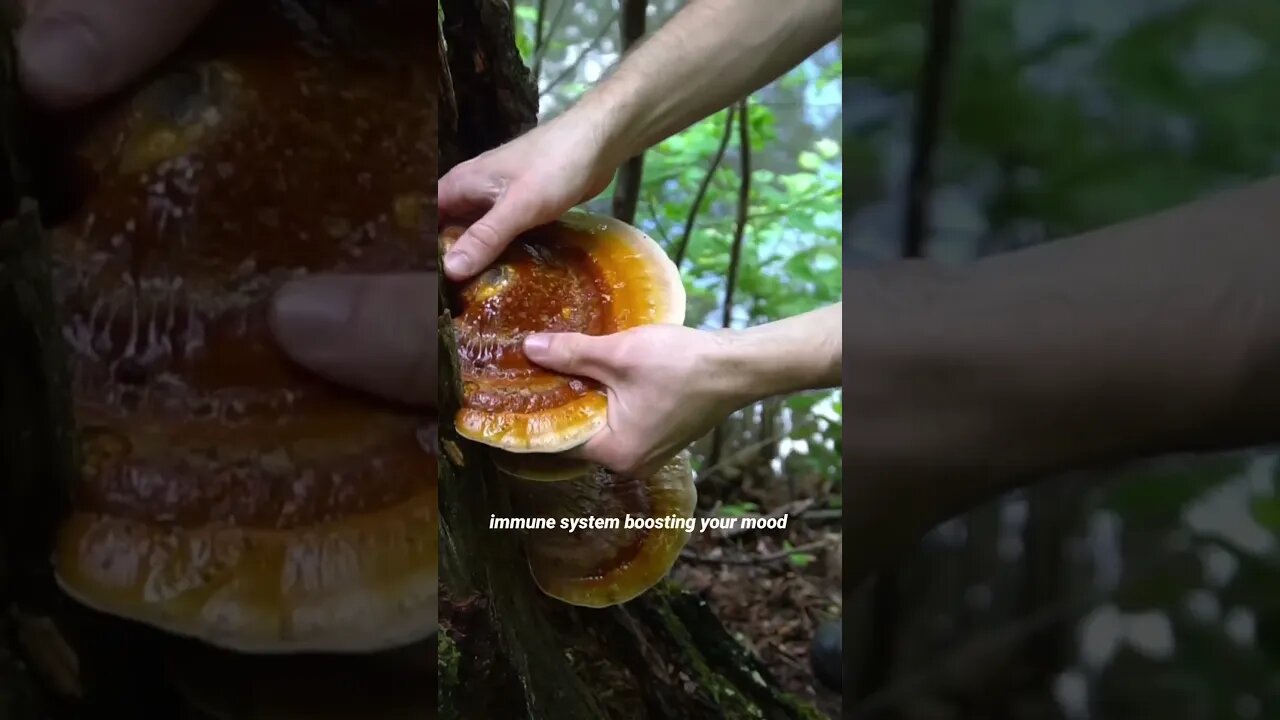 Top 3 Mushrooms I found in 2022!