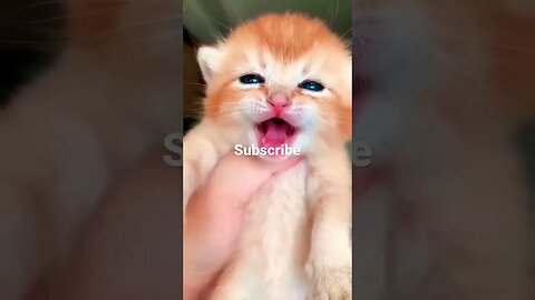 Good kitty #entertainment