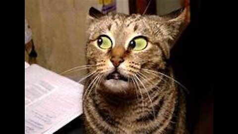 2021 Funny Cute Cat's Life Cats and Owners are the best friends Videos