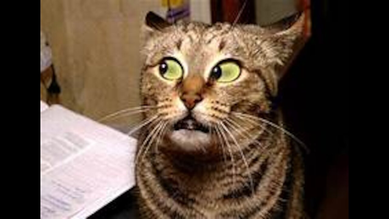 2021 Funny Cute Cat's Life Cats and Owners are the best friends Videos