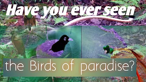 Cute and Beautiful birds singing their own Kingdom.